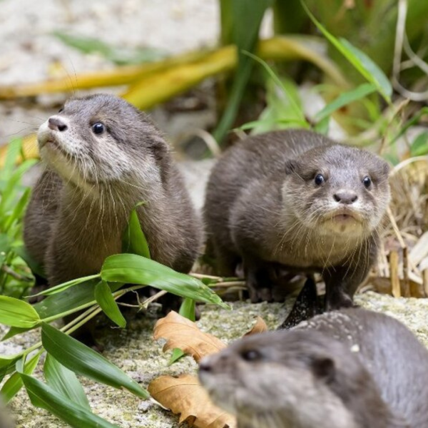 Meerkats